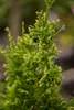 Thuja plicata 'Aurescens', Lebensbaum, gelbgrün, 60–80 cm Produktbild-Vorschau 1