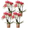 Kolibri Orchids – OFERTA KOMBINOWANA: 4 czerwone storczyki Podgląd zdjęcia produktu 1