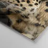 Bilder auf glas - Tiere Leopard wilde Katze wilde Tiere - Produktbild-Vorschau 5