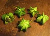 SAFLAX - Blaue Lampionblume - 100 Samen - Nicandra Produktbild-Vorschau 5