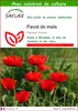 SAFLAX  - Pavot de maïs - 27000 graines - Avec substrat - Voir les images du produit 1