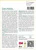 SAFLAX - Drzewo herbaciane - 400 Nasiona - Melaleuca Podgląd zdjęcia produktu 3