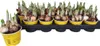 20 jonquilles Tête-à-Tête en pot de 9 cm - Jonquilles  Le Voir les images du produit 2