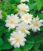 Clematis texensis 'Duchess of Edinburgh', weiß, 60–100 cm Produktbild-Vorschau 2
