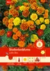 Pabst Keimkraft - Semi di calendula Little Bee - 173710 Anteprima dell’immagine prodotto 1