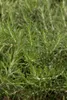Kriechender Rosmarin Prostratus, im Topf - Rosmarinus Produktbild-Vorschau 4