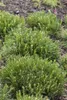 Several small, bushy pine plants are growing in dark soil. Produktbild-Vorschau