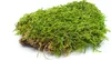 BioFlat Terrariummoos 500g - Naturel et sans substances Voir les images du produit 1
