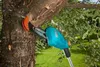 Gardena Teleskopická Vyvětvovací Pilka Tcs 720/20 8868-20 Náhled obrázku produktu 4