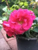 10x Bodendecker winterhart Bodendeckerrose Noatraum Produktbild-Vorschau 1