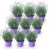 Green boutiQ - Plante de jardin - Lavandula angustifolia Voir les images du produit 2