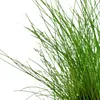 Aquarium Pflanze 3 Stück Eleocharis parvula Wasserpflanze Produktbild-Vorschau 2