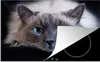 KitchenYeah© Herdabdeckplatte Katze - Grau - Nahaufnahme , Produktbild-Vorschau 1