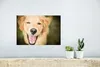 MuchoWow® Poster Das Glitzern in den Augen dieses Labrador Produktbild-Vorschau 5