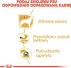 ROYAL CANIN Chihuahua - Paket 12x85g Produktbild-Vorschau 12