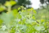 Ribes aureum, Gold-Johannisbeere, 60–100 cm Produktbild-Vorschau 4