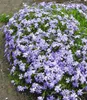 A close-up of a dense cluster of small purple flowers with green foliage. Produktbild-Vorschau