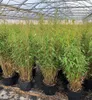 Fargesia murieliae 'Jumbo', Bambus, immergrün, 100–125 cm Produktbild-Vorschau 1