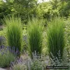 Stauden Gänge 3 x Panicum virgatum 'Northwind' im 1 Liter Produktbild-Vorschau 7