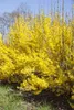 Forsythia 'Week-End' -R-, Forsythie, leuchtend gelb, 60–100 Produktbild-Vorschau 8