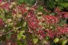 Viburnum plicatum 'Watanabe', Japanischer Schneeball, weiß, Produktbild-Vorschau 8
