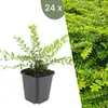 Plants by Frank | 24 Plantes de chèvrefeuille arbustif | Voir les images du produit 1