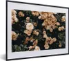 MuchoWow® Gerahmtes Poster Rosenstrauch - Blumen - Blätter Produktbild-Vorschau 1