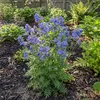 3x Polemonium caer. Bambino Blue P9H20 Produktbild-Vorschau 1