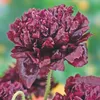 Buzzy Poppy Fiori Papavero Nero Semi di Peonia - Circa 0,08 Anteprima dell’immagine prodotto 4