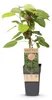 Green boutiQ - Fruitplant - Actinidia arguta Weiki - Voir les images du produit 2