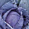 Rotkohl Roodkop 2 Samen - Brassica oleracea - Rotkohlsamen Produktbild-Vorschau 3