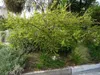 Fazuľa mesquite (Prosopis pubescens)  – 10 semien Náhľad obrázku produktu 3