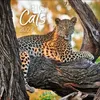 Korsch Kalender 2027 Big Cats Wildlife-Fotografien mit Produktbild-Vorschau 1