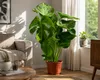Monstera deliciosa, circa 50 cm – Deliziosa pianta da Anteprima dell’immagine prodotto 1