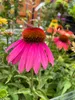 6 x Echinacea purpurea 'Cheyenne Spirit' - Sonnenhut - Topf Produktbild-Vorschau 3