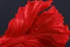 Design Deko Figur Kampffisch CROWNTAIL 35cm rot Betta Fisch Produktbild-Vorschau 7