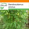 SAFLAX Garden in the bag - kalkatský bambus - Dendrocalamus Náhľad obrázku produktu 6