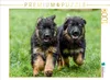 CALVENDO Puzzle Welpen 8 Wochen | 1000 Teile Lege-Größe Produktbild-Vorschau 1