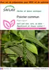 SAFLAX Garden in the bag - Poivrier commun - 20 graines - Voir les images du produit 1