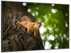 Wallario Wandbild Süßes neugieries Eichhörnchen an einem Produktbild-Vorschau 2