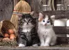 Collezione di alta qualità - Gattini carini (1000 pezzi) - Anteprima dell’immagine prodotto 2