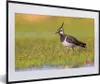 MuchoWow® Gerahmtes Poster Vogel - Gras - Natur - Tiere - Produktbild-Vorschau 1