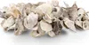 Muschelkranz Talaba Auster Ø 39cm | Kranz aus Deko Muscheln Produktbild-Vorschau 4