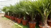 Palme XL 120-150 cm Trachycarpus fortunei, Hanfpalme, Produktbild-Vorschau 2