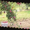 Kunststoffeimer mit Deckel 1,5L | PP | rund | Transparent Produktbild-Vorschau 1