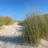 Stauden Gänge 10 x Ammophila arenaria im 1 Liter Topf - Produktbild-Vorschau 3