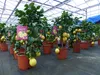 Grünwaren: echter Zitronenbaum 70 - 100 cm Zitrone Citrus Produktbild-Vorschau 8