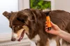 Wahl Deshedder Unterwollentferner, Präzisionszähne aus Produktbild-Vorschau 7