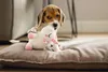 Beeztees Hundespielzeug Puppy Einhorn Owen weiß Produktbild-Vorschau 5