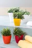 Several potted plants are arranged on a tiled surface, possibly a bathroom or shelf. Podgląd zdjęcia produktu